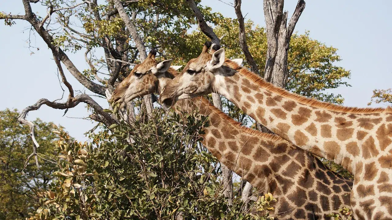 botswana girafes