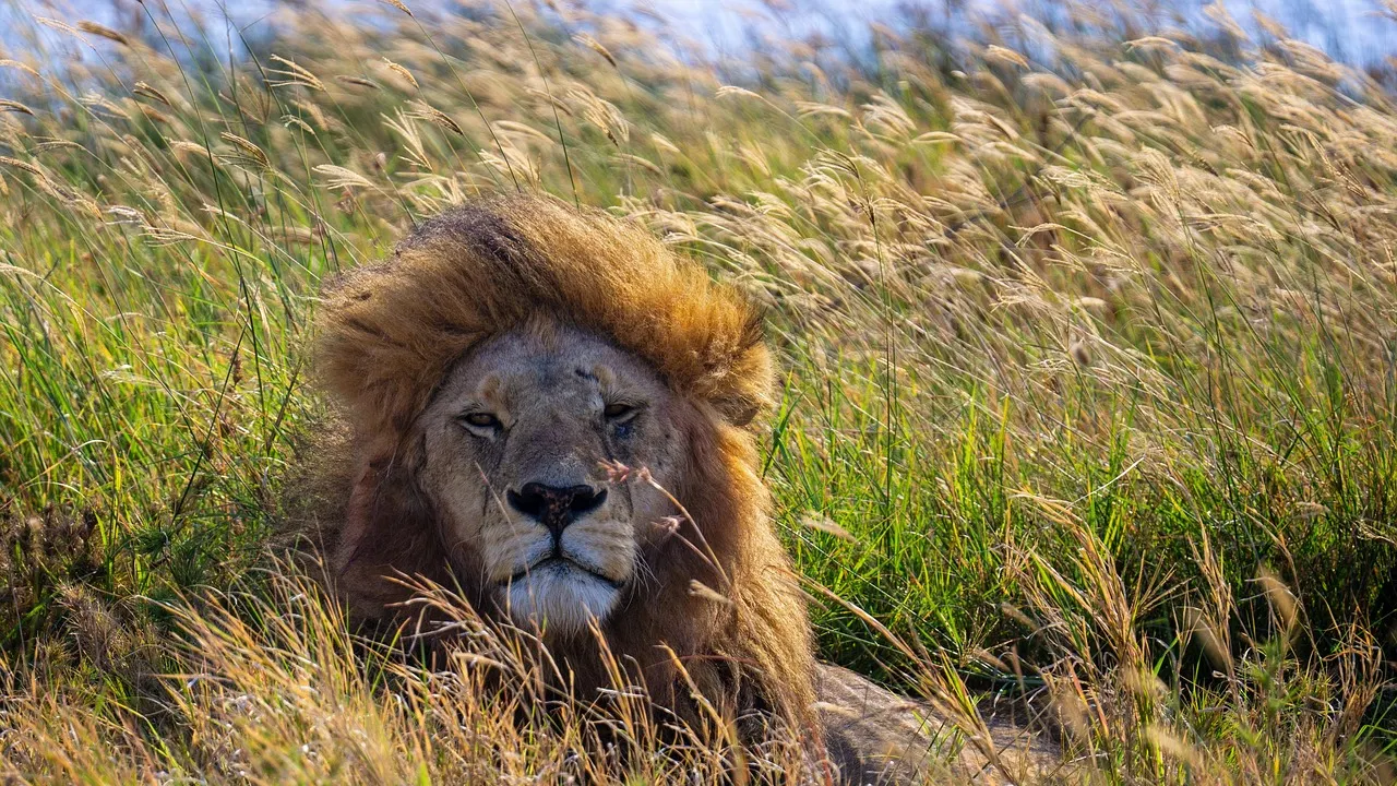 lion-tanzanie