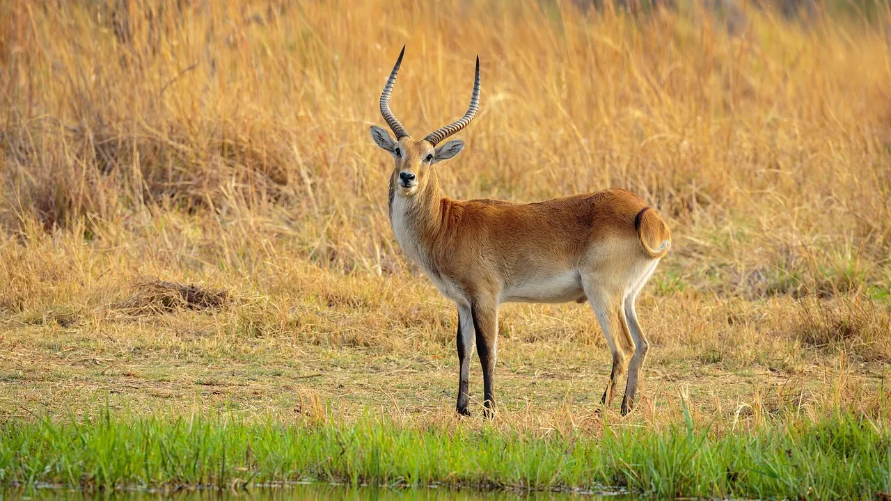 moremi reserve botswana