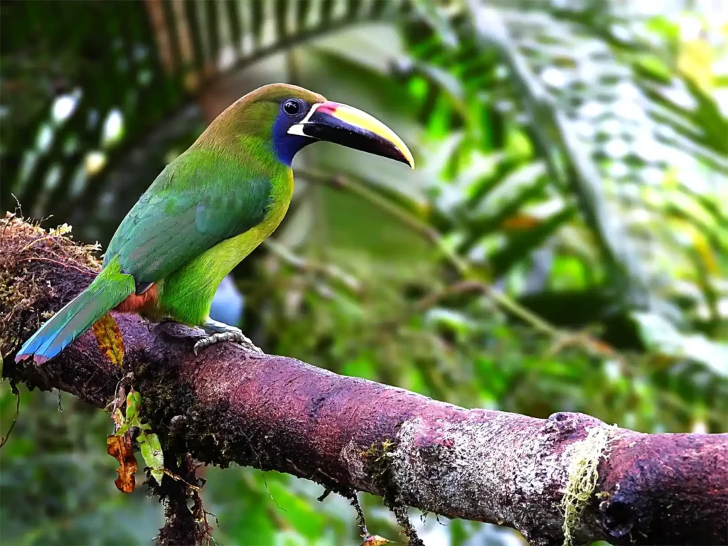Road Trip inoubliable Costa Rica