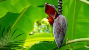 voyage Seychelles nature