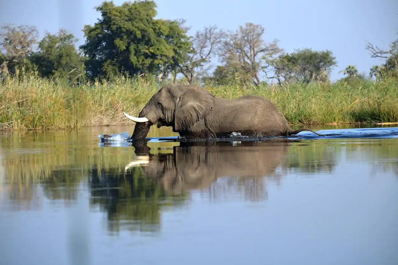 Safari au Botswana