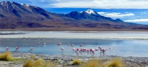 flamants cordillère des Andes