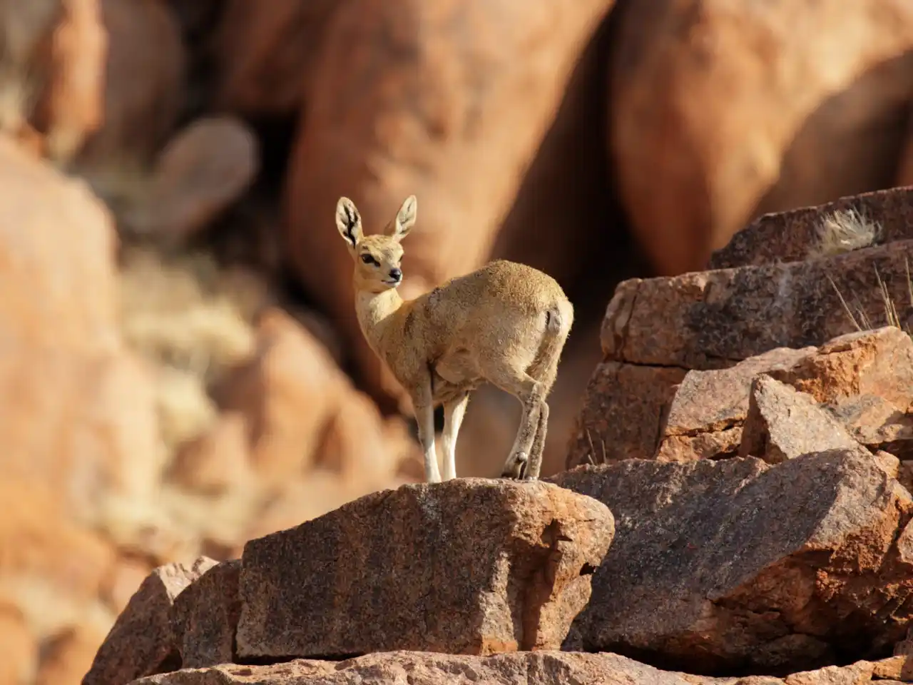 safari Afrique du Sud