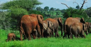 safari famille Tanzanie
