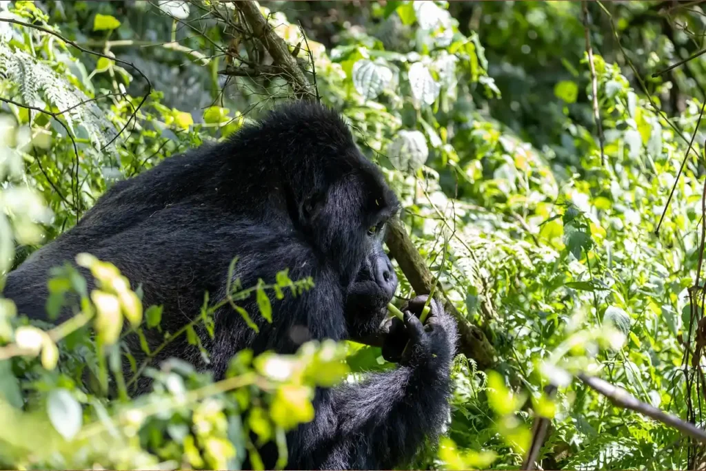 voyage sur mesure Ouganda