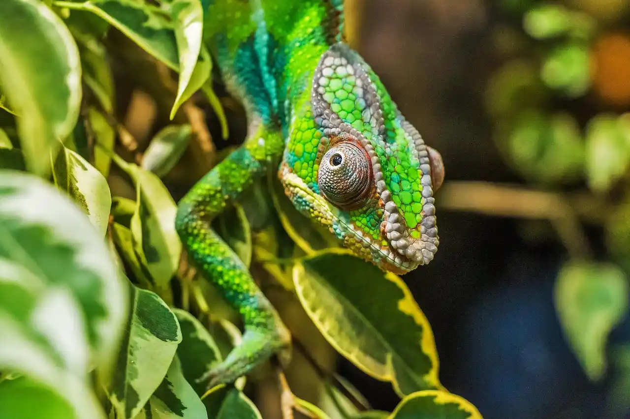 caméléon Madagascar