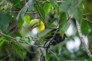 trek Costa Rica