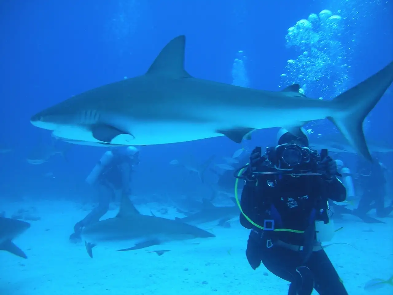 voyage plongée Bahamas requins