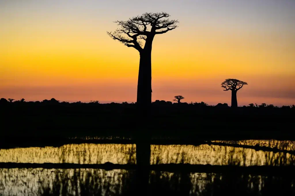 voyage sur mesure Madagascar