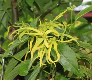 ylang ylang Madagascar