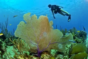 Voyage de plongée sous-marine aux Philippines