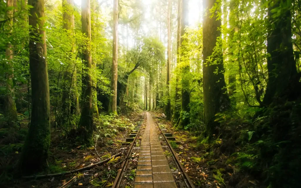 voyage sur mesure au Japon Foret de Yakushima