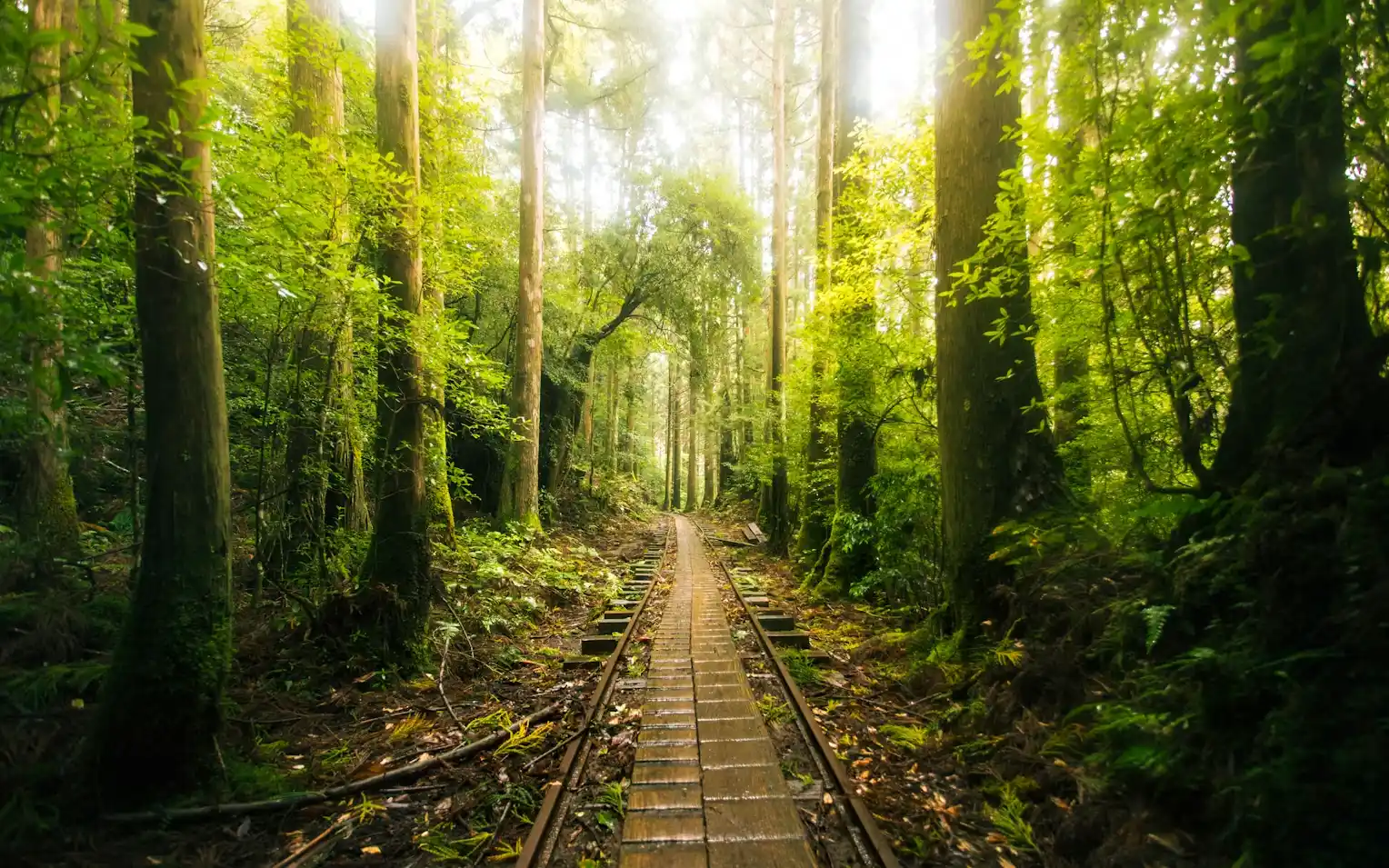 voyage sur mesure au Japon Foret de Yakushima
