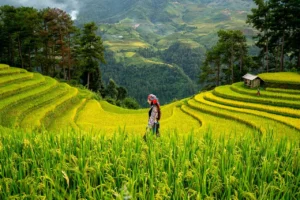 Rizières en terrasses dans les montagnes du nord du Vietnam