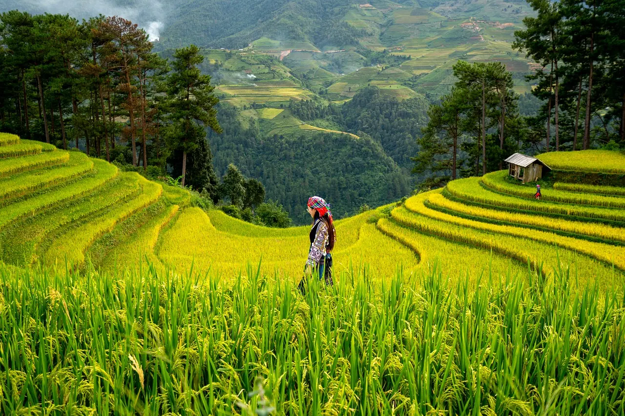 Rizières en terrasses dans les montagnes du nord du Vietnam