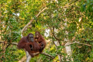 Une femelle orang-outan et son petit dans la forêt tropicale de Bornéo, l'une des expériences incontournables d'un voyage sur mesure en Malaisie.