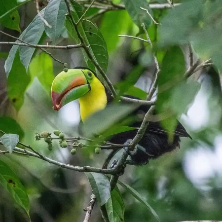 trek Costa Rica